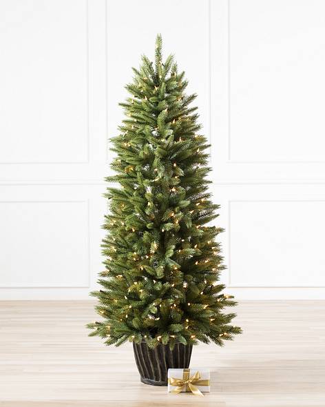 Rutherford Fir Potted Tree-1